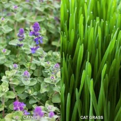 Herb Garden Kit With Aged Zinc Metal Planter (Cat Grass And Cat Nip) (2-Pack) -J Parkers Garden Store garden state bulb hydroponic seed starters ecs 44 cc 02 4f 1000