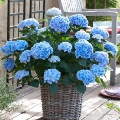 Hydrangea Nikko Blue, Live Bare Root Flowering Shrub (Bag Of 1) -J Parkers Garden Store garden state bulb shrubs hedges ecs 23 01 01 31 1000