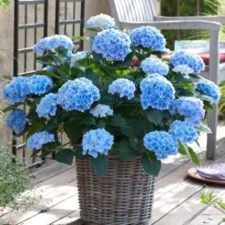 Hydrangea Nikko Blue, Live Bare Root Flowering Shrub (Bag Of 2) -J Parkers Garden Store garden state bulb shrubs hedges ecs 23 02 02 31 1000