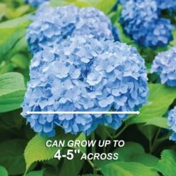 Hydrangea Nikko Blue, Live Bare Root Flowering Shrub (Bag Of 2) -J Parkers Garden Store garden state bulb shrubs hedges ecs 23 02 02 44 1000