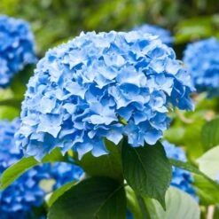 Hydrangea Nikko Blue, Live Bare Root Flowering Shrub (Bag Of 2)
