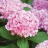 Hydrangea Pink Beauty Live Bare Root Shrub (Bag Of 1) -J Parkers Garden Store garden state bulb shrubs hedges ecs 24 01 01 64 1000