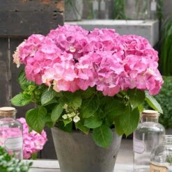 Hydrangea Pink Beauty, Live Bare Root Shrub (Bag Of 2) -J Parkers Garden Store garden state bulb shrubs hedges ecs 24 02 02 31 1000