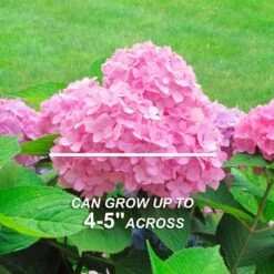 Hydrangea Pink Beauty, Live Bare Root Shrub (Bag Of 2) -J Parkers Garden Store garden state bulb shrubs hedges ecs 24 02 02 44 1000