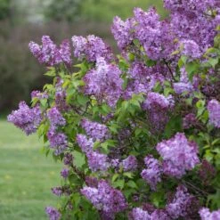 Common Purple Lilac Live Bare Root (Bag Of 1) -J Parkers Garden Store garden state bulb shrubs hedges ecs 25 01 01 31 1000