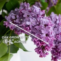 Common Purple Lilac Live Bare Root (Bag Of 1) -J Parkers Garden Store garden state bulb shrubs hedges ecs 25 01 01 44 1000