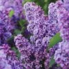 Common Purple Lilac Live Bare Root (Bag Of 1) -J Parkers Garden Store garden state bulb shrubs hedges ecs 25 01 01 64 1000