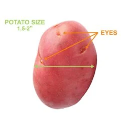 Red Norland Seed Potatoes For Planting (5 Lbs. Bag) -J Parkers Garden Store garden state bulb vegetables ecs 27 05 01 4f 1000