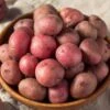 Red Norland Seed Potatoes For Planting (5 Lbs. Bag) 1 Red Norland Seed Potatoes For Planting (5 Lbs. Bag) -J Parkers Garden Store garden state bulb vegetables ecs 27 05 01 64 1000