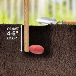 Red Norland Seed Potatoes For Planting (5 Lbs. Bag) -J Parkers Garden Store garden state bulb vegetables ecs 27 05 01 fa 1000