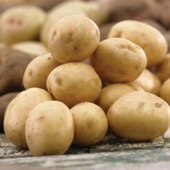 Yukon Gold Seed Potatoes For Planting (5 Lbs. Bag)