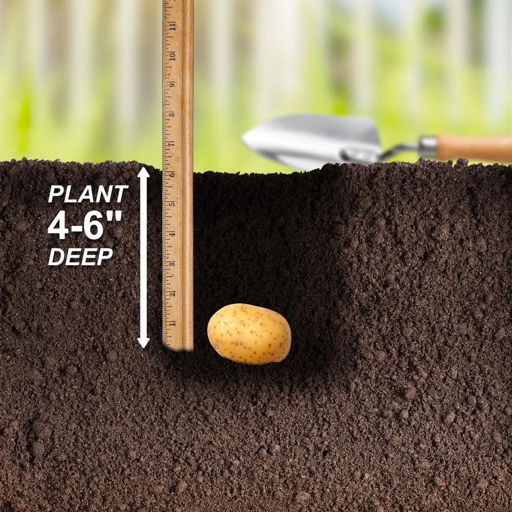 Yukon Gold Seed Potatoes For Planting (5 Lbs. Bag) 8 Yukon Gold Seed Potatoes For Planting (5 Lbs. Bag) - Image 6