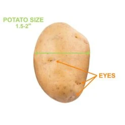 Yukon Gold Seed Potatoes For Planting (10 Lbs. Bag) -J Parkers Garden Store garden state bulb vegetables ecs 28 10 02 4f 1000