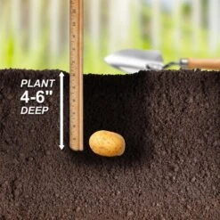 Yukon Gold Seed Potatoes For Planting (10 Lbs. Bag) -J Parkers Garden Store garden state bulb vegetables ecs 28 10 02 fa 1000