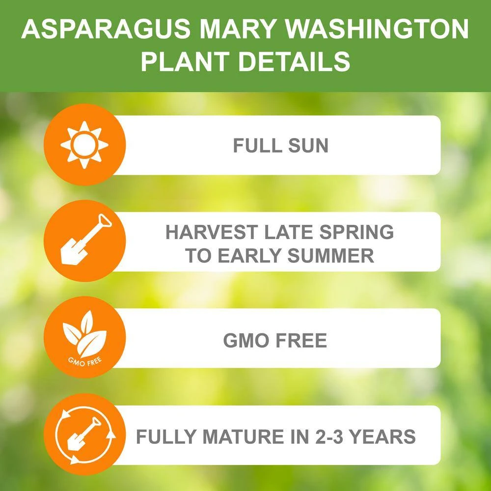 1-Year, Asparagus Mary Washington, Live Bare Root Plant (Bag Of 10) 6 1-Year, Asparagus Mary Washington, Live Bare Root Plant (Bag Of 10) - Image 4