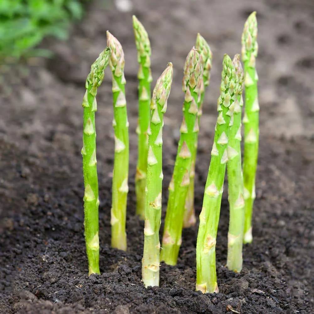 1-Year, Asparagus Mary Washington, Live Bare Root Plant (Bag Of 10) 7 1-Year, Asparagus Mary Washington, Live Bare Root Plant (Bag Of 10) - Image 5