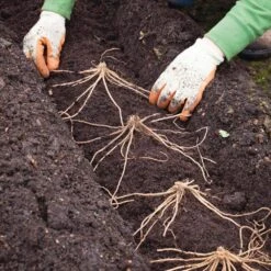 1-Year, Asparagus Mary Washington, Live Bare Root Plant (Bag Of 20) -J Parkers Garden Store garden state bulb vegetables ecs 29 20 02 fa 1000