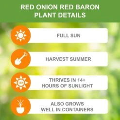 10/25mm, Red Baron Onion Sets For Planting (1 Lbs. Bag) 13 10/25mm, Red Baron Onion Sets For Planting (1 Lbs. Bag) -J Parkers Garden Store garden state bulb vegetables ecs 30 01 01 1f 1000