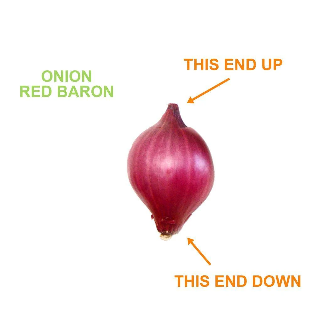 10/25mm, Red Baron Onion Sets For Planting (1 Lbs. Bag) 5 10/25mm, Red Baron Onion Sets For Planting (1 Lbs. Bag) - Image 3
