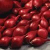10/25mm, Red Baron Onion Sets For Planting (1 Lbs. Bag) -J Parkers Garden Store garden state bulb vegetables ecs 30 01 01 64 1000