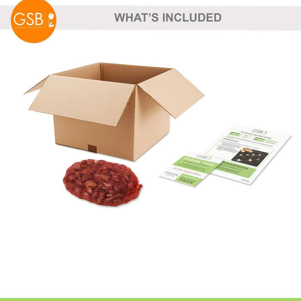 10/25mm, Red Baron Onion Sets For Planting (1 Lbs. Bag) 4 10/25mm, Red Baron Onion Sets For Planting (1 Lbs. Bag) - Image 2