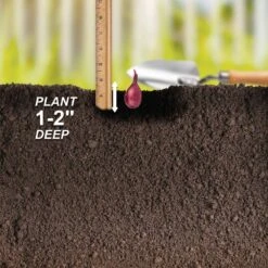 10/25mm, Red Baron Onion Sets For Planting (1 Lbs. Bag) 15 10/25mm, Red Baron Onion Sets For Planting (1 Lbs. Bag) -J Parkers Garden Store garden state bulb vegetables ecs 30 01 01 fa 1000