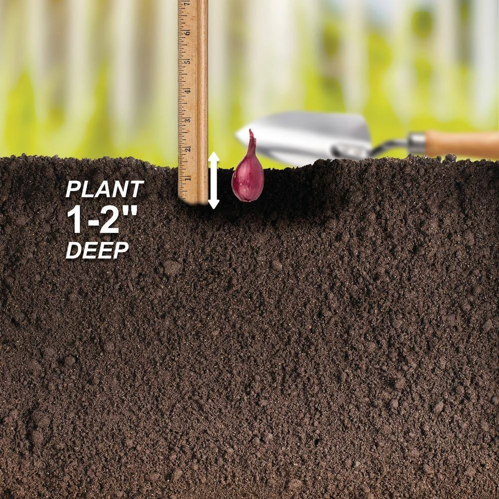 10/25mm, Red Baron Onion Sets For Planting (1 Lbs. Bag) 8 10/25mm, Red Baron Onion Sets For Planting (1 Lbs. Bag) - Image 6