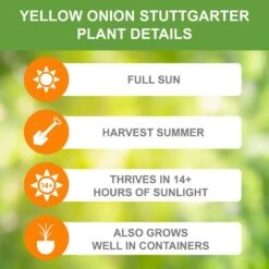 10/25mm, Yellow Stuttgarter Onion Sets For Planting (1 Lbs. Bag) 13 10/25mm, Yellow Stuttgarter Onion Sets For Planting (1 Lbs. Bag) -J Parkers Garden Store garden state bulb vegetables ecs 31 01 01 1f 1000