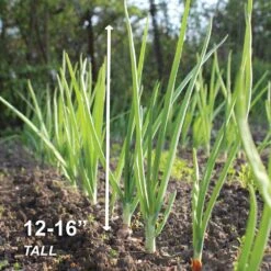 10/25mm, Yellow Stuttgarter Onion Sets For Planting (1 Lbs. Bag) 14 10/25mm, Yellow Stuttgarter Onion Sets For Planting (1 Lbs. Bag) -J Parkers Garden Store garden state bulb vegetables ecs 31 01 01 44 1000