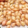 10/25mm, Yellow Stuttgarter Onion Sets For Planting (1 Lbs. Bag) -J Parkers Garden Store garden state bulb vegetables ecs 31 01 01 64 1000