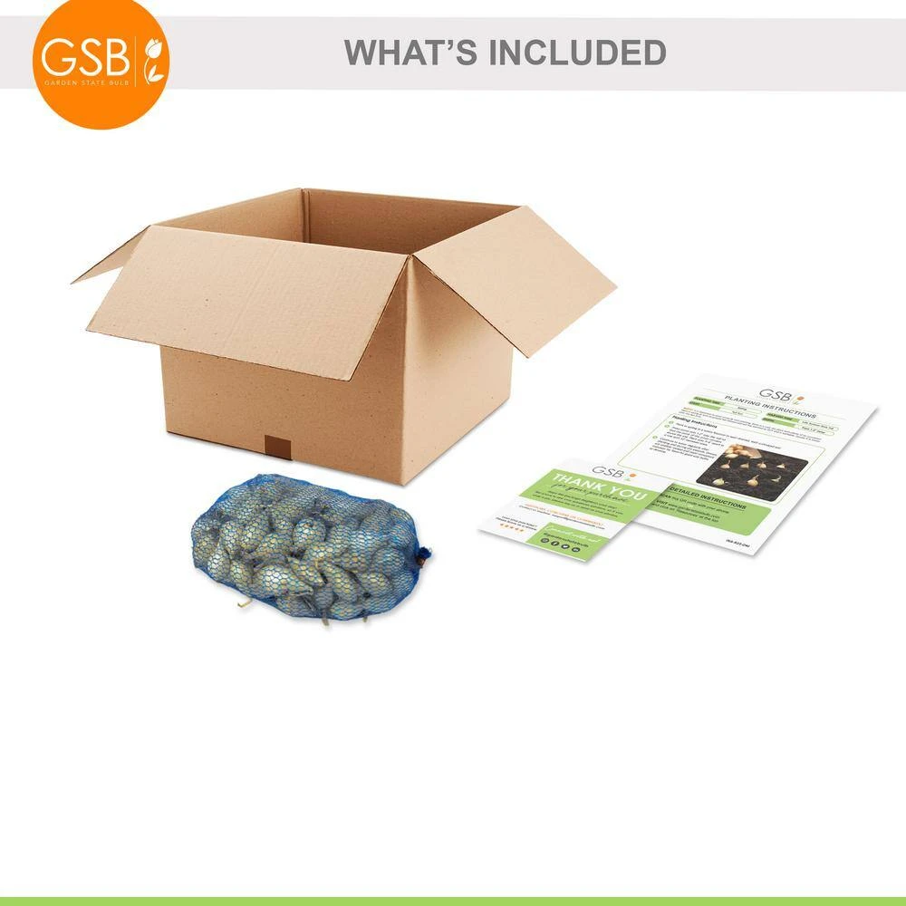 10/25mm, Yellow Stuttgarter Onion Sets For Planting (1 Lbs. Bag) 4 10/25mm, Yellow Stuttgarter Onion Sets For Planting (1 Lbs. Bag) - Image 2