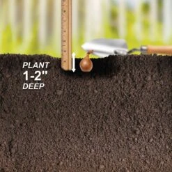 10/25mm, Yellow Stuttgarter Onion Sets For Planting (1 Lbs. Bag) 15 10/25mm, Yellow Stuttgarter Onion Sets For Planting (1 Lbs. Bag) -J Parkers Garden Store garden state bulb vegetables ecs 31 01 01 fa 1000