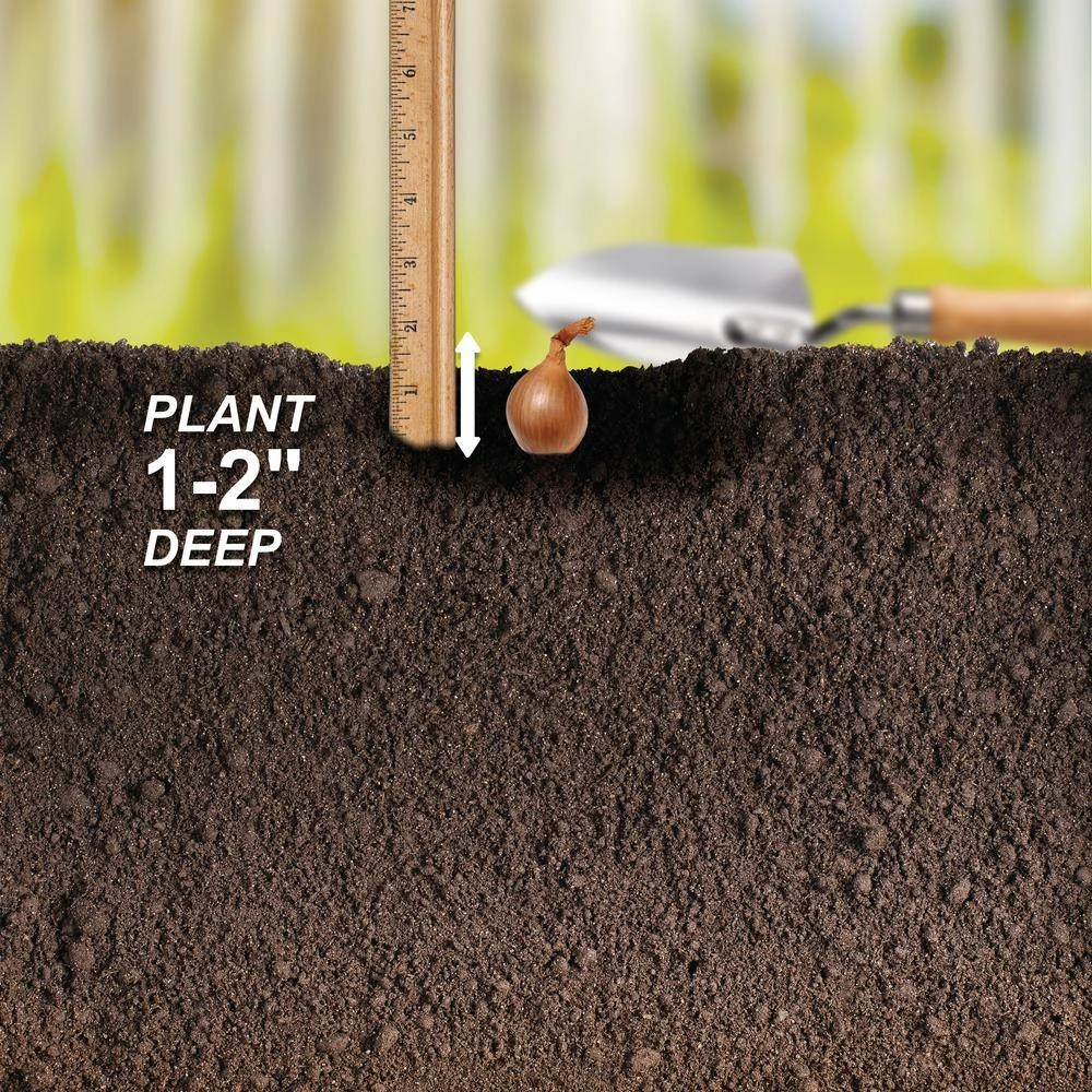 10/25mm, Yellow Stuttgarter Onion Sets For Planting (1 Lbs. Bag) 8 10/25mm, Yellow Stuttgarter Onion Sets For Planting (1 Lbs. Bag) - Image 6