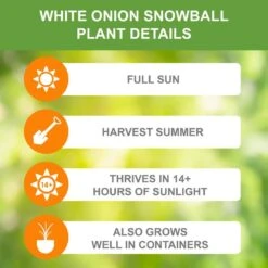 10/25mm, White Snowball Onion Sets For Planting (1 Lbs. Bag) -J Parkers Garden Store garden state bulb vegetables ecs 32 01 01 1f 1000