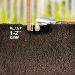 10/25mm, White Snowball Onion Sets For Planting (1 Lbs. Bag) -J Parkers Garden Store garden state bulb vegetables ecs 32 01 01 fa 1000