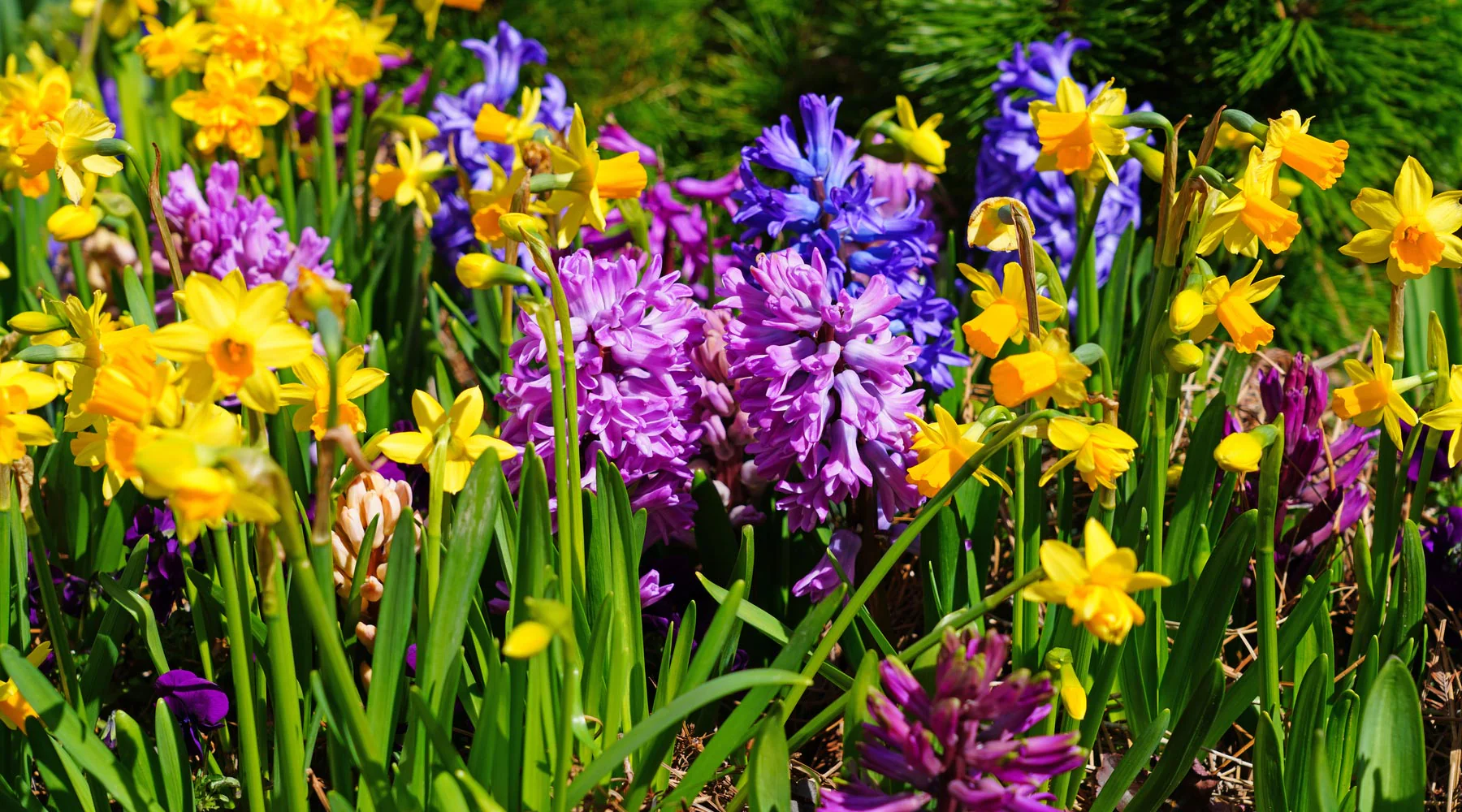 J Parkers Garden Store -J Parkers Garden Store hyacinth daffodil shutterstock 2018278397 1800x1200 cc73a814 e2b2 4939 a1f5 16e283b43fb7 dt
